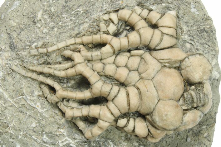 Fossil Crinoid (Cyathocrinites) - Crawfordsville, Indiana #269719